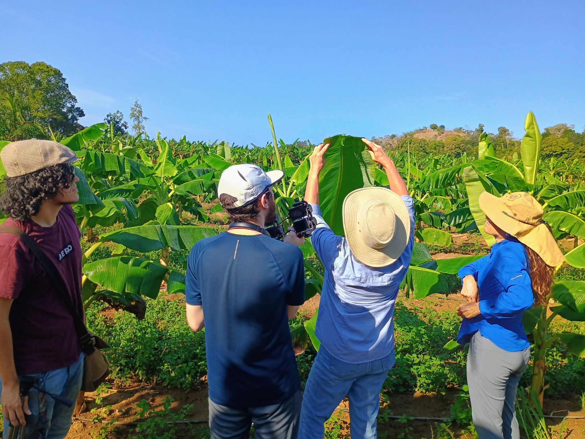 Bringing Technology to Agriculture: Supporting Sigatoka Disease Research